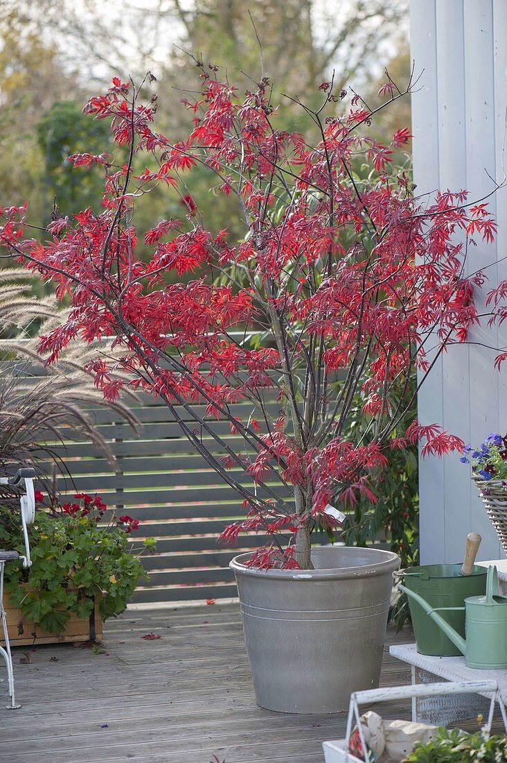 Acer palmatum (Japanischer Fächerahorn) in leuchtend roter Herbstfärbung