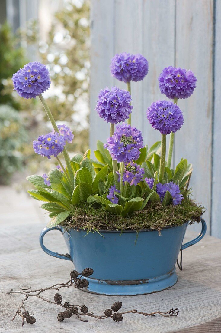 Primula denticulata in blue enamel bowl with moss