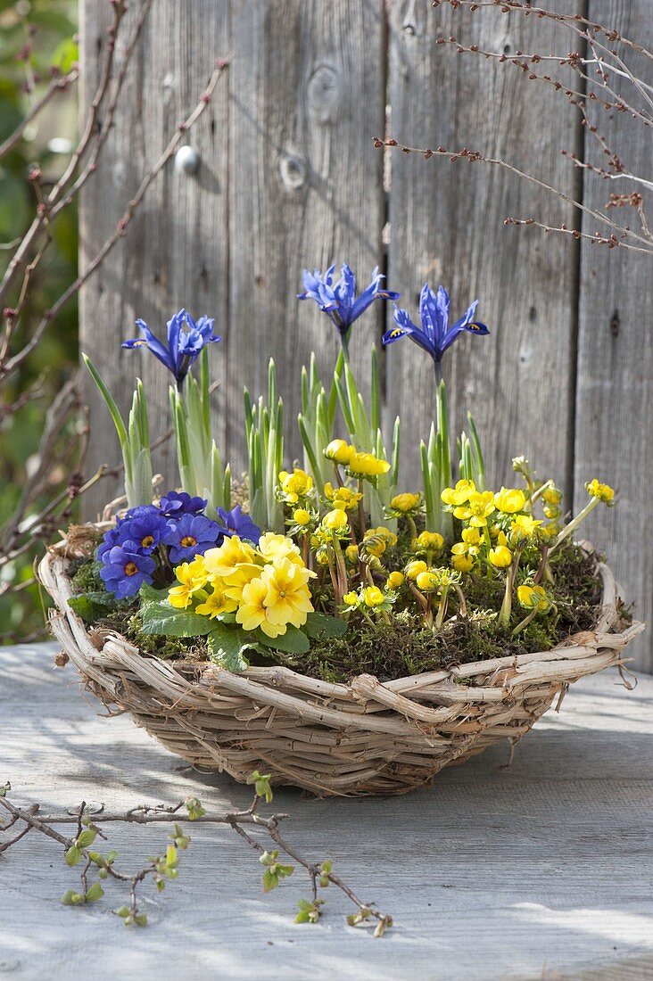 Blue-yellow basket bowl planted with Primula acaulis, Eranthis
