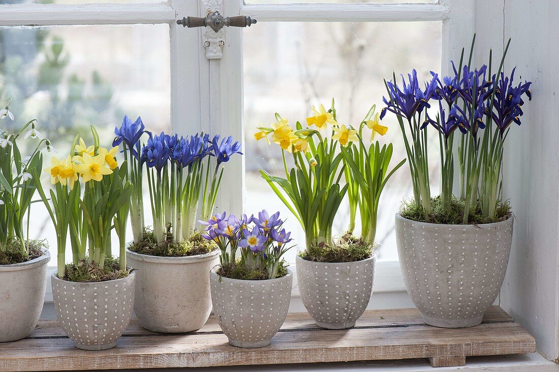 Spring on the windowsill in blue and yellow-iris reticulata 'Harmony'