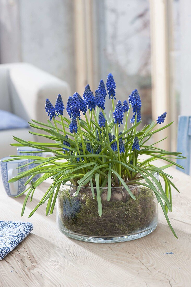 Muscari armeniacum 'Blue Pearl' with moss in glass bowl