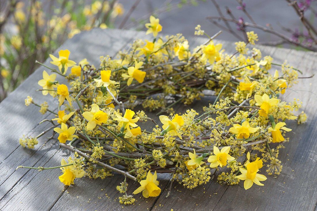 Yellow wreath of Cornus mas branches and flowers