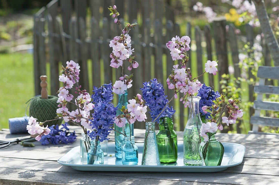 Kleine Flaschen mit Zweigen von Prunus (Zierkirsche) und Hyacinthus