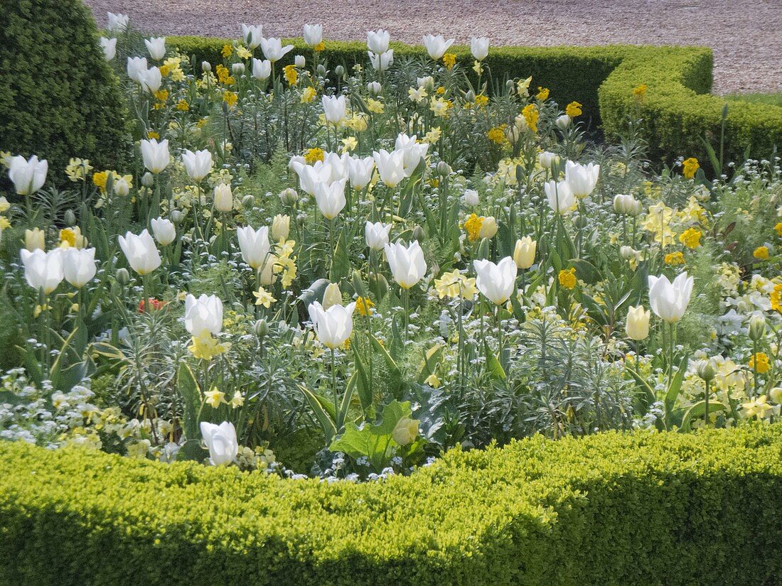 Weiß - gelber Frühling im Hofgarten Freising