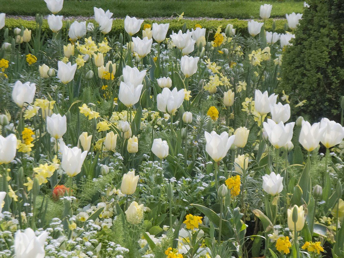 Weiß - gelber Frühling im Hofgarten Freising