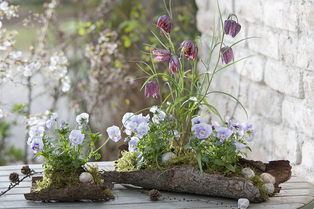 Fritillaria meleagris (Schachbrettblume) und Viola cornuta (Hornveilchen)