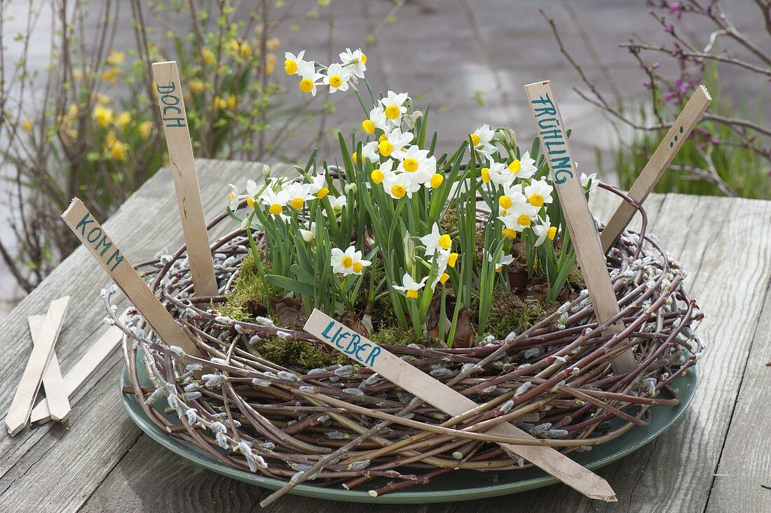 Narcissus canaliculatus (Narcissus), eine kleine Wildnarzisse