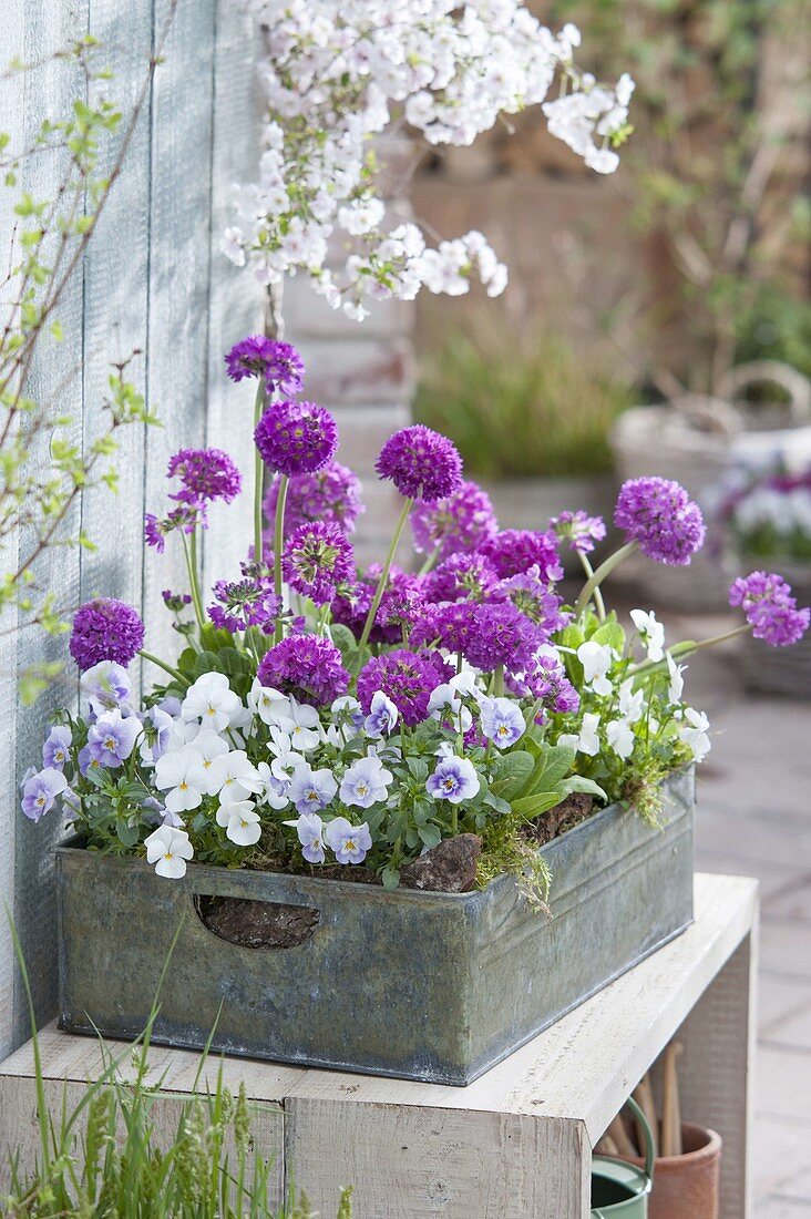 Tin box with Primula denticulata and Viola cornuta