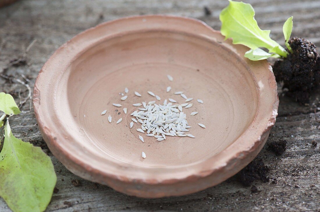 Coaster with salad seeds, young plant lies next to it