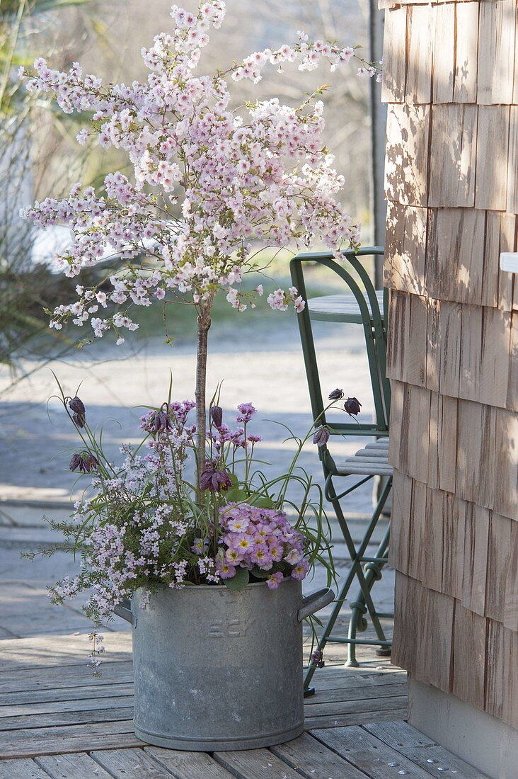 Alter Zink-Kübel mit Fruehlingsbepflanzung : Prunus incisa 'February Pink'