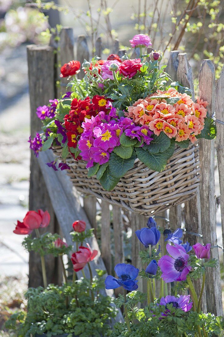 Korbkasten mit Primula acaulis (Primeln) und Ranunculus (Ranunkeln)