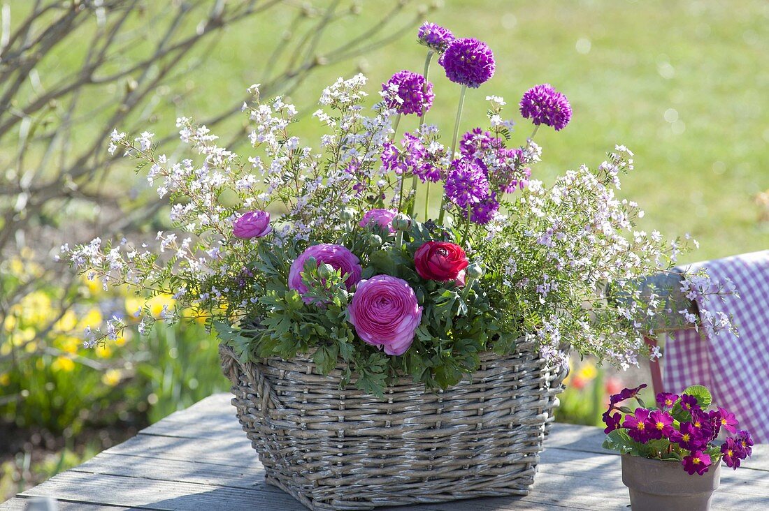 Korb mit Ranunculus (Ranunkeln), Primula denticulata (Kugelprimeln)