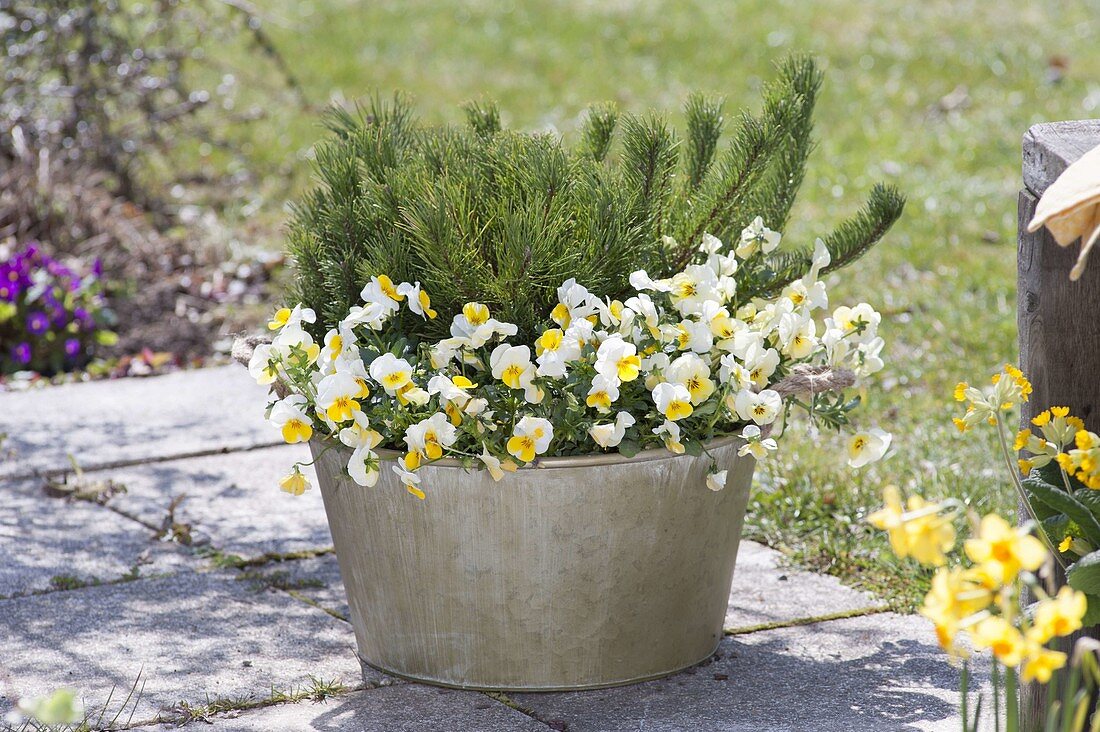 Tin bucket with Pinus mugo mughus and Viola cornuta