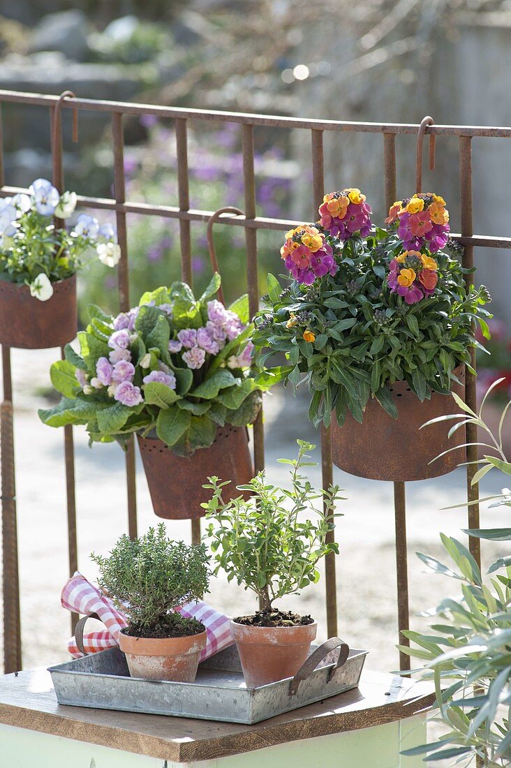 Rusty iron pots on the balcony railing with Primula Belarina 'Pink Champagne'