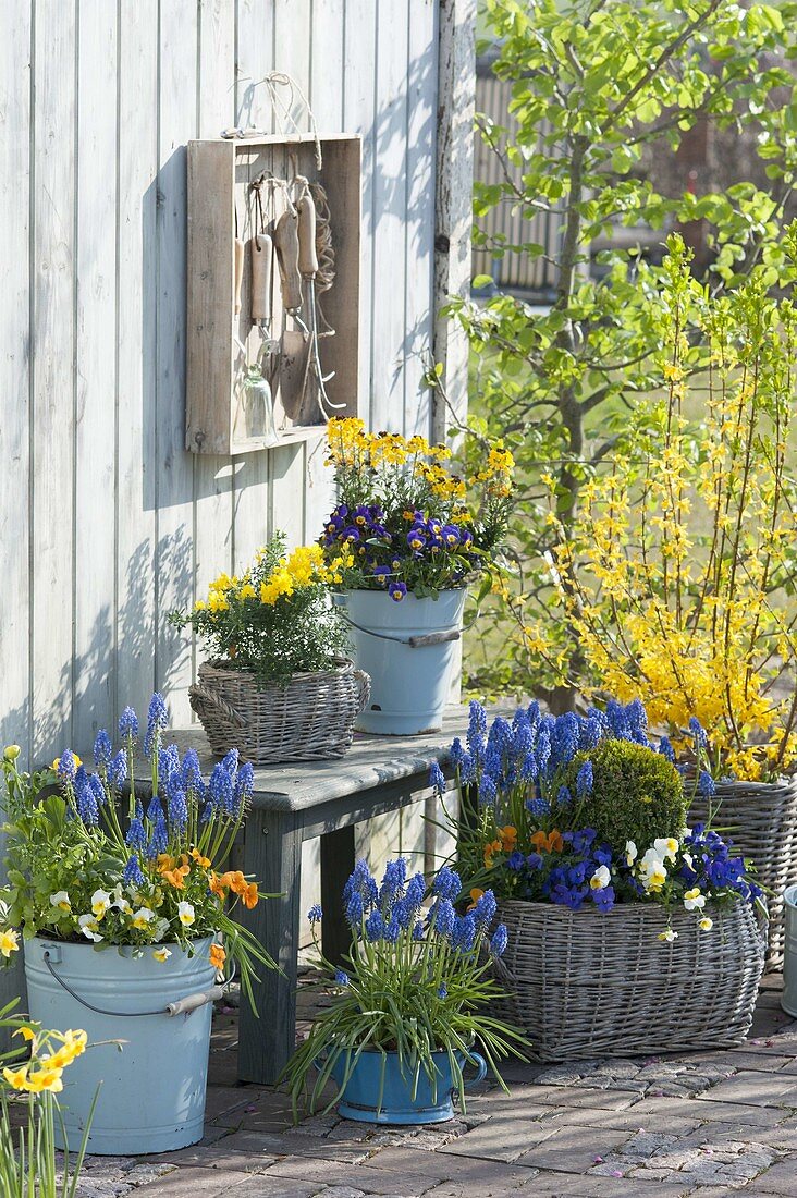 Spring terrace planted blue-yellow