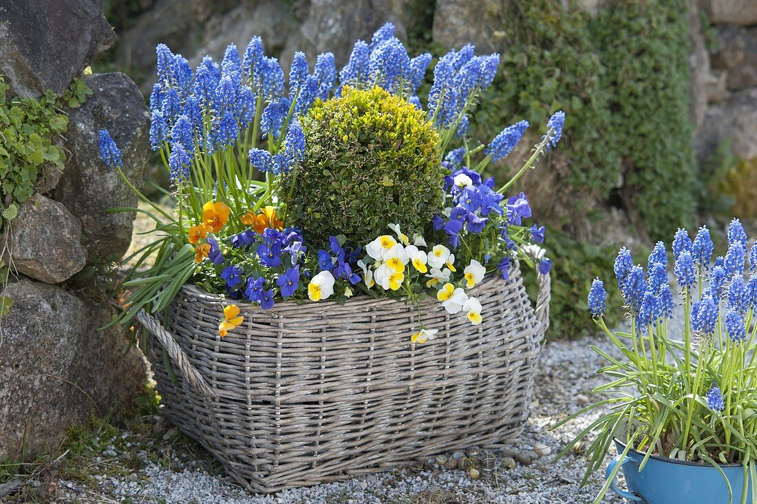 Korb mit Frühlingsblühern im Garten : Buxus (Buchs - Kugel), Muscari