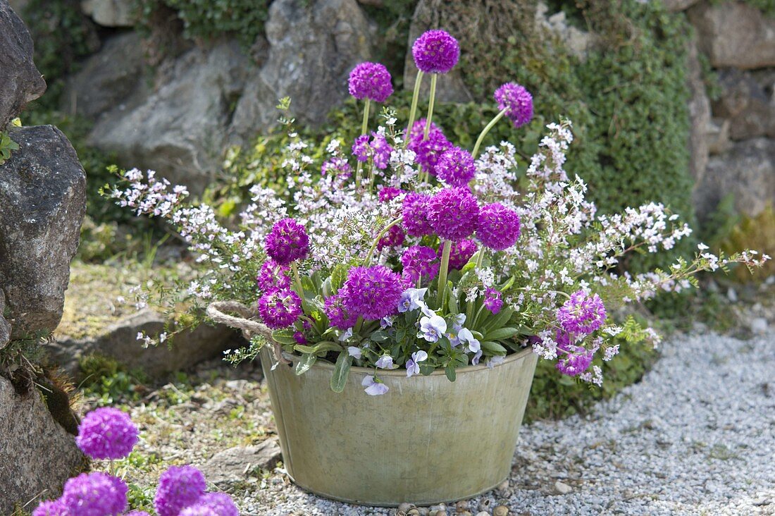 Blechschale mit Primula denticulata (Kugelprimeln), Boronia anemonifolia