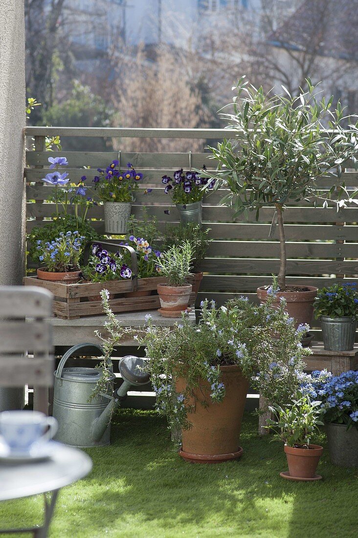 Fruehlingsbalkon mit hängendem Rosmarin (Rosmarinus), Olea europaea