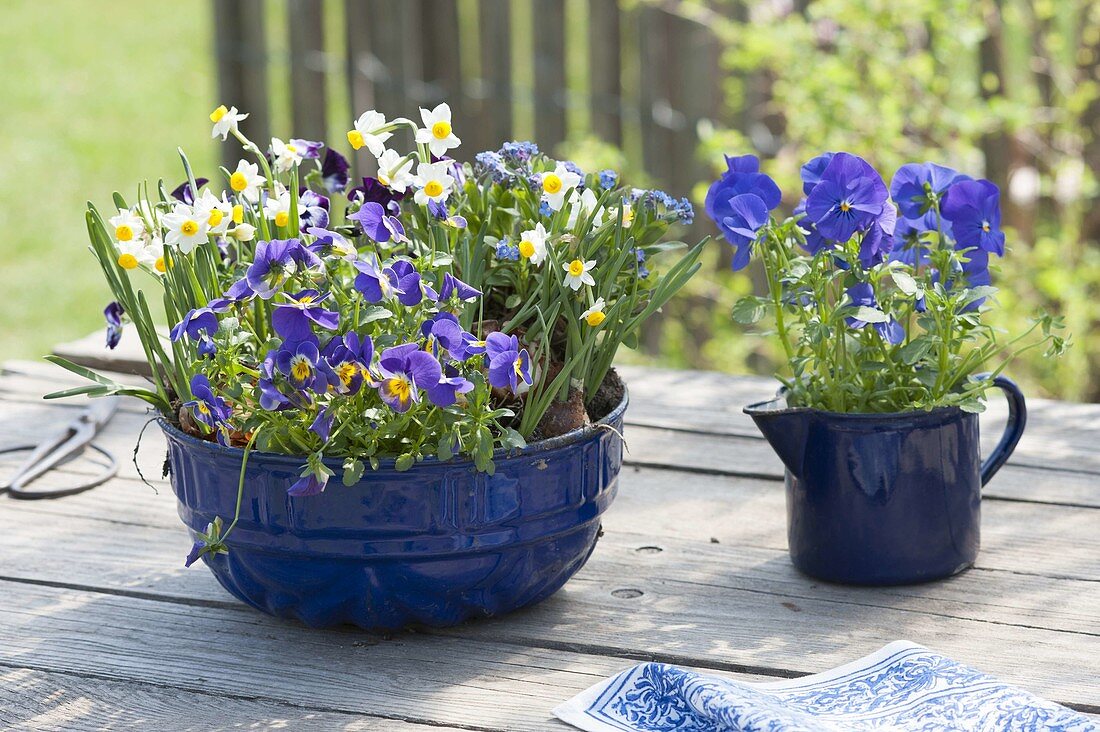 Blaue, emaillierte Guglhupfform, Backform und Milchtopf bepflanzt mit Narcissus