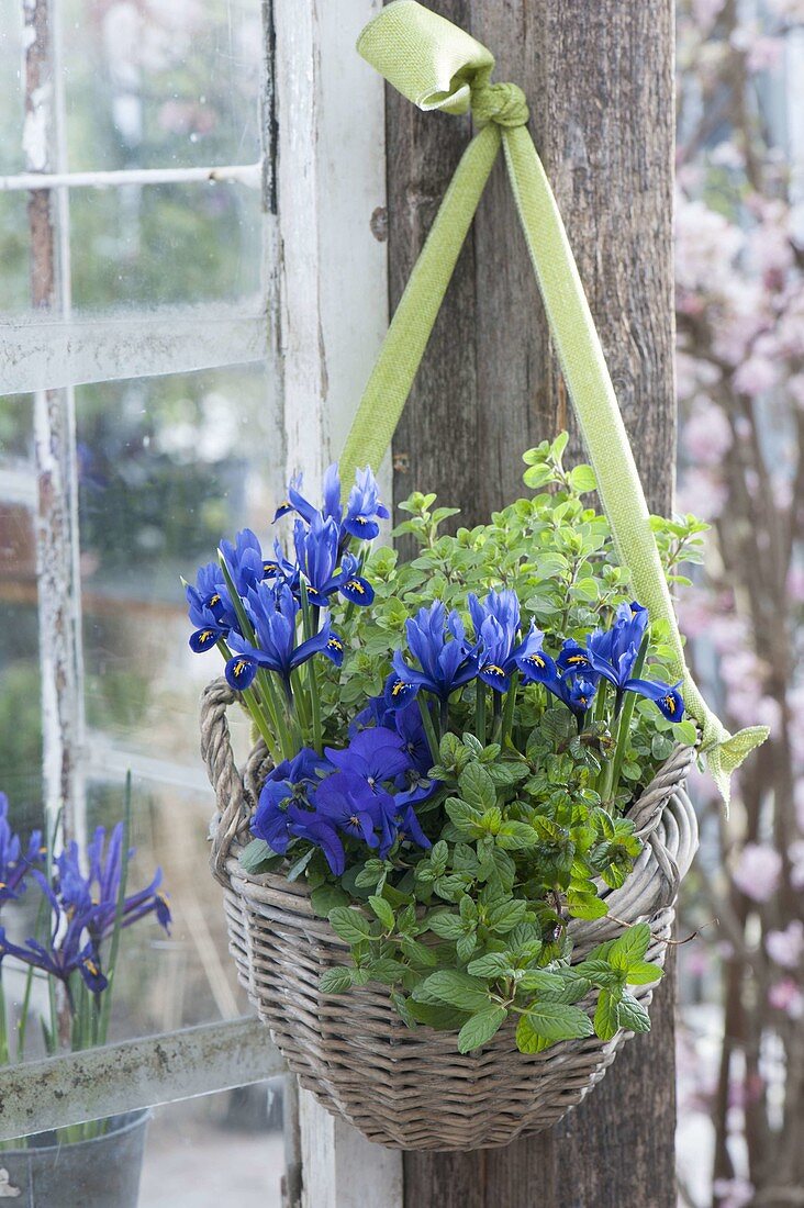 Hanging basket planted with viola cornuta, mint