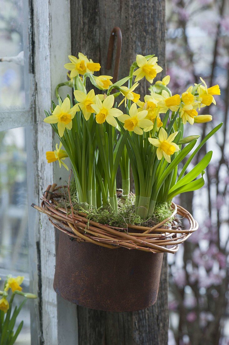 Narcissus 'Tete a Tete' hung in the grate pot, wreath