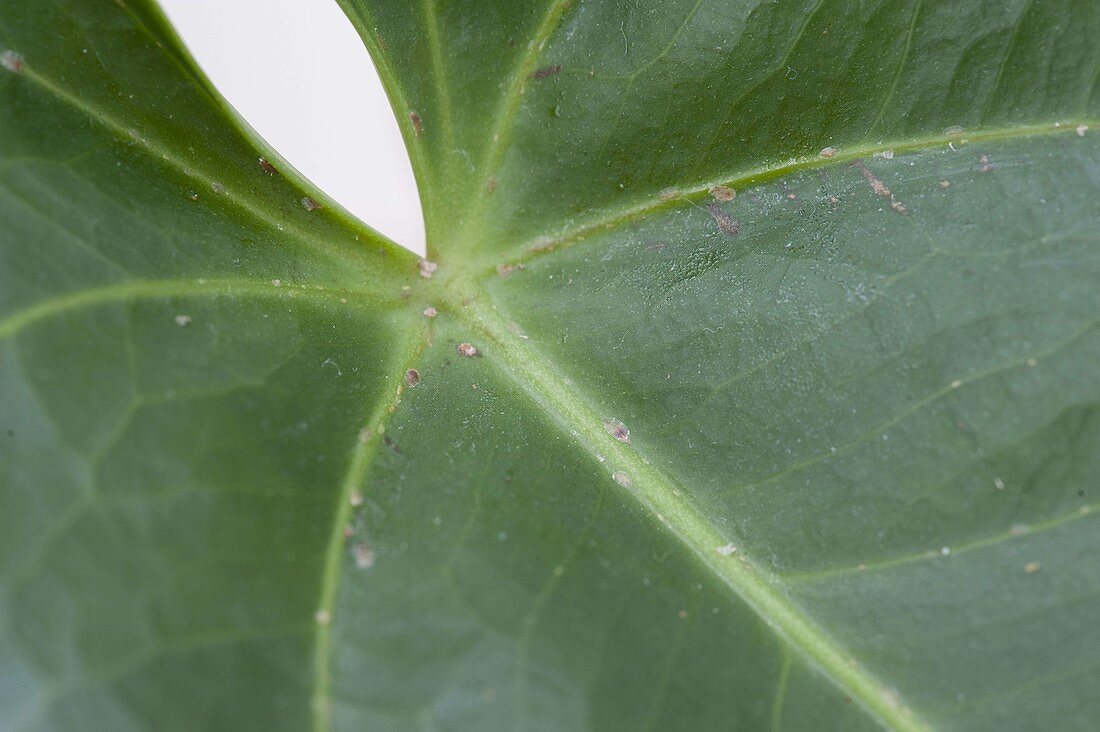 Scale insects on Anthurium andreanum (flamingo flower)