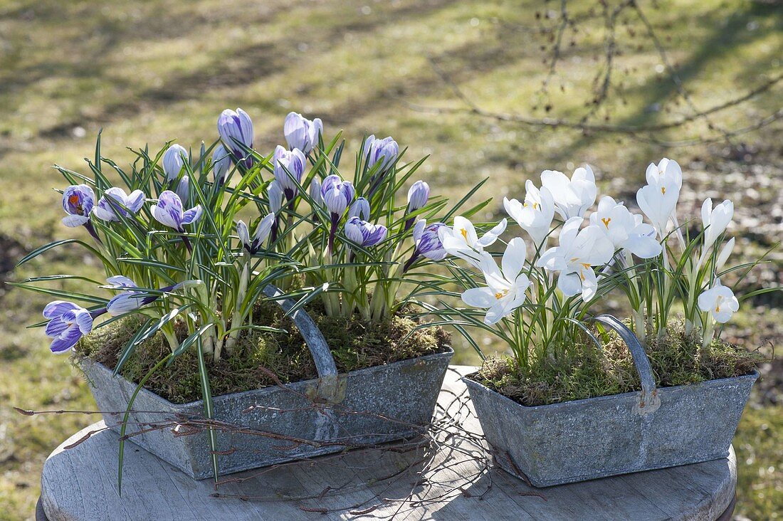 Krokusse in Zink-Koerben auf dem Gartentisch