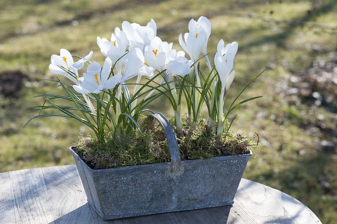 Krokusse in Zink-Koerben auf dem Gartentisch