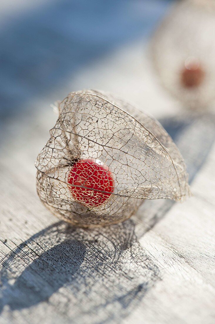 In spring, the outer shell of Physalis alkekengi fades away