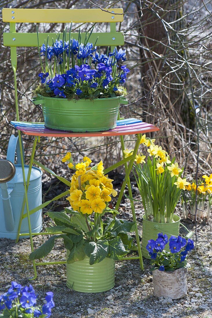 Blau-gelbes Fruehlingsarrangement mit Klappstuhl im Garten