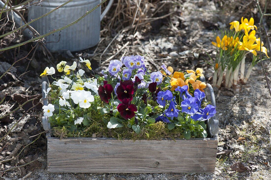 Wooden box colorfully planted with Viola cornuta (horn violet)