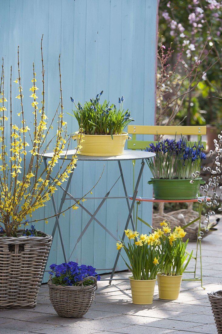 Small seating place on spring terrace with forsythia