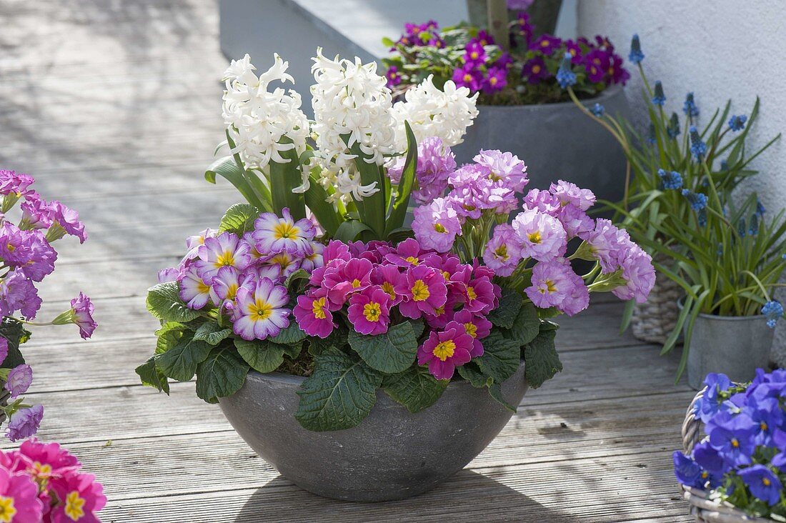 Graue Schale mit Hyacinthus 'White Pearl' (Hyazinthen) und Primula