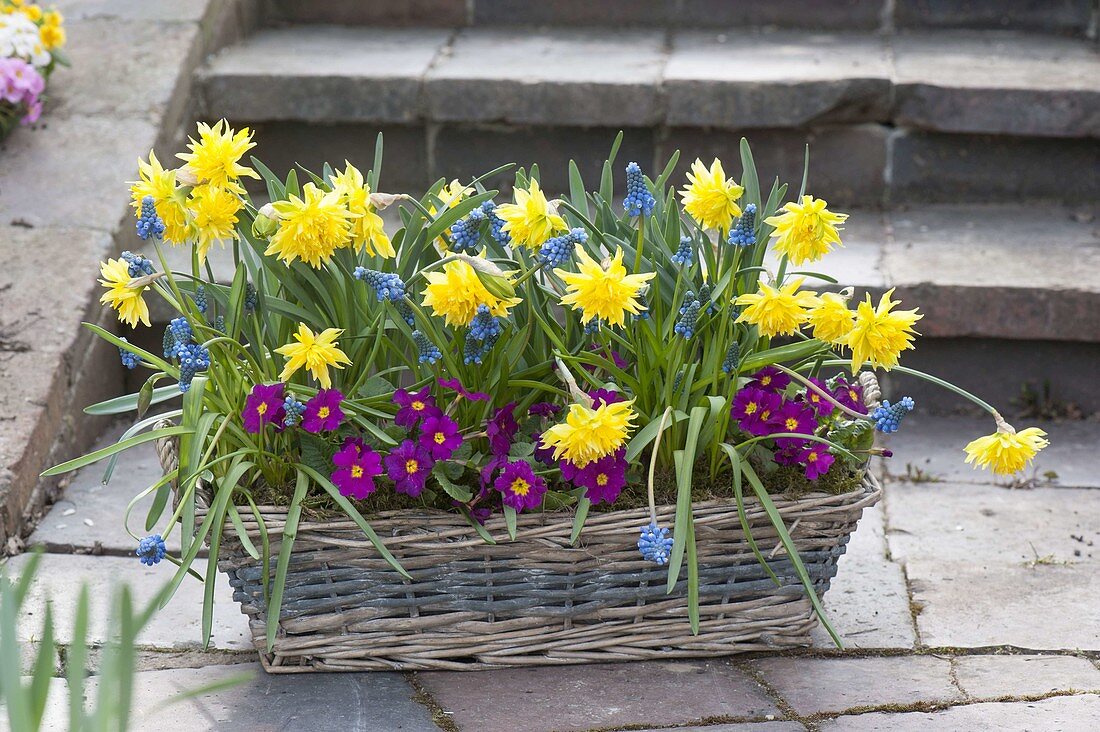 Colorful basket with filled Narcissus 'Rip Van Winkle'