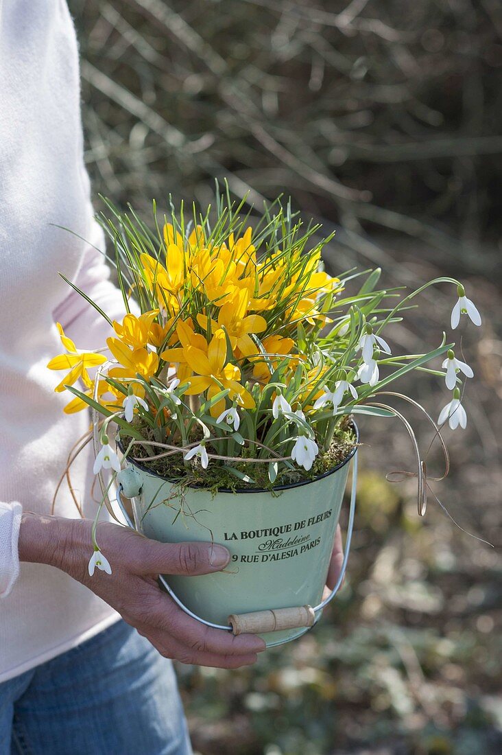 Frau hält kleinen Eimer mit Galanthus nivalis (Schneeglöckchen) und Crocus