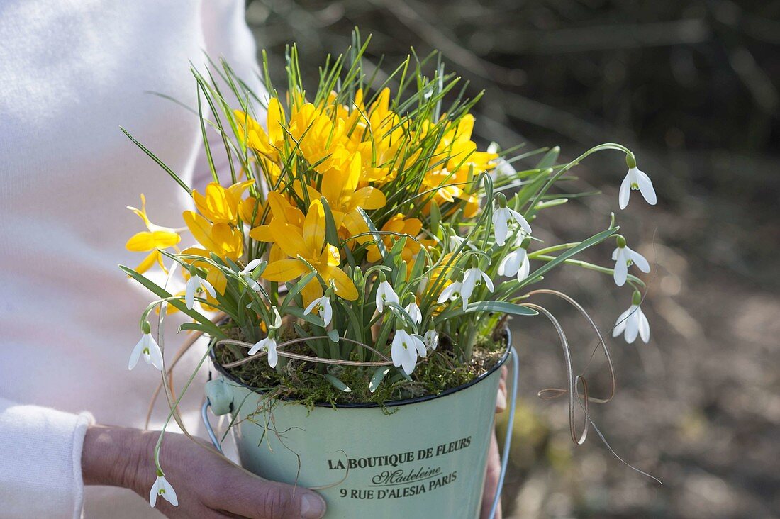 Frau hält kleinen Eimer mit Galanthus nivalis (Schneeglöckchen) und Crocus