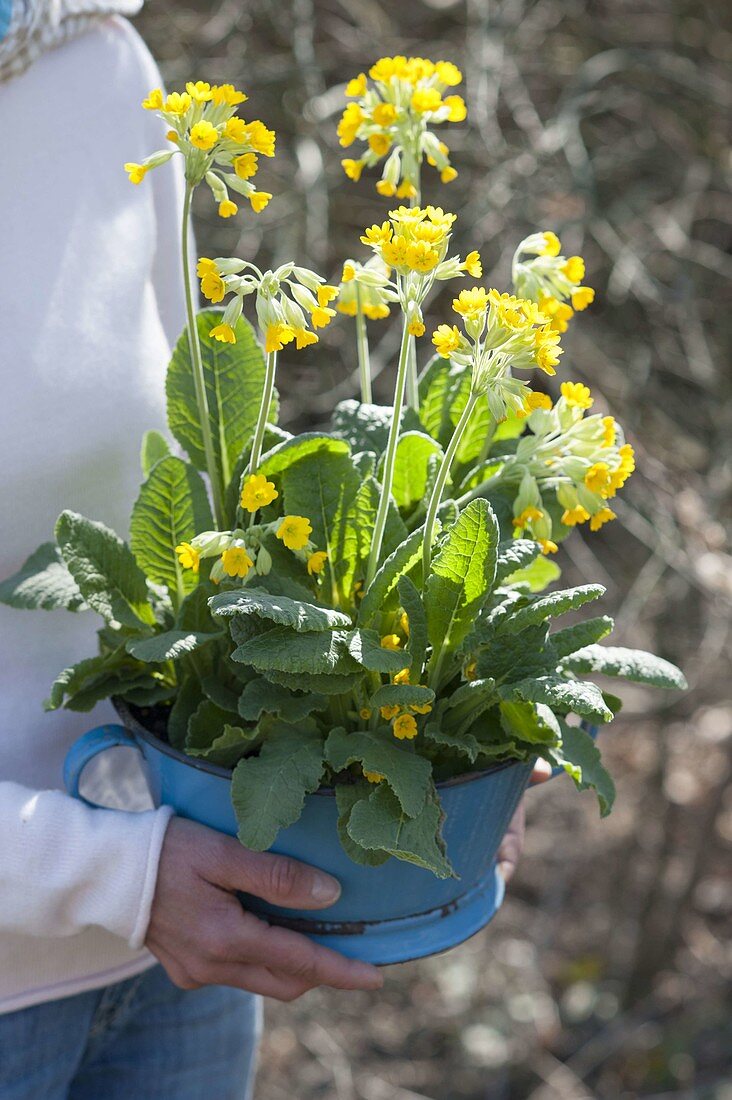 Woman holding old enamel bowl with primula veris