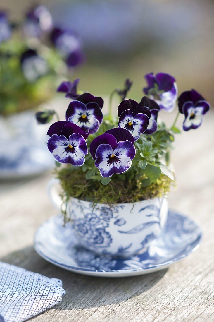 Viola cornuta 'Penny Mickey' (Hornveilchen) in blau-weisser Tasse
