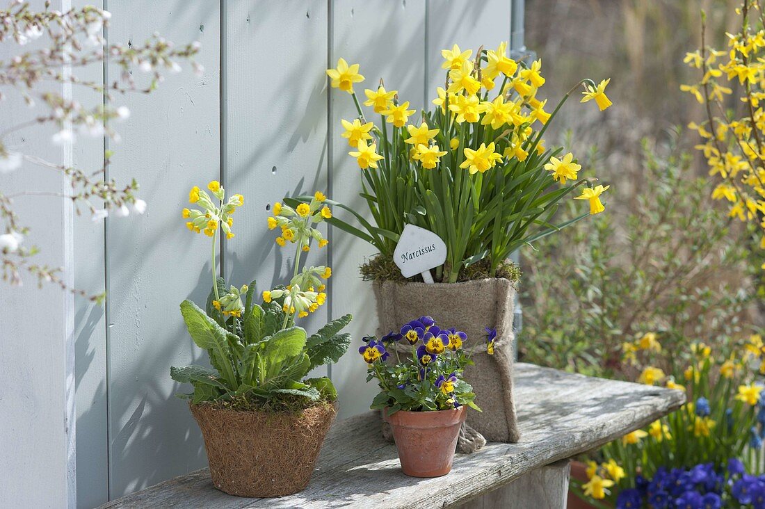 Narcissus 'Tete a Tete' (Narzissen) in Filz-Tasche, Primula veris