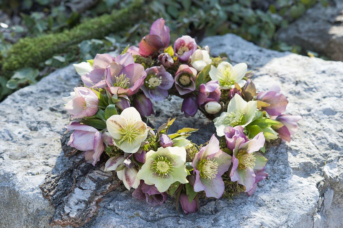 Kranz aus Blüten von Helleborus orientalis (Lenzrosen)