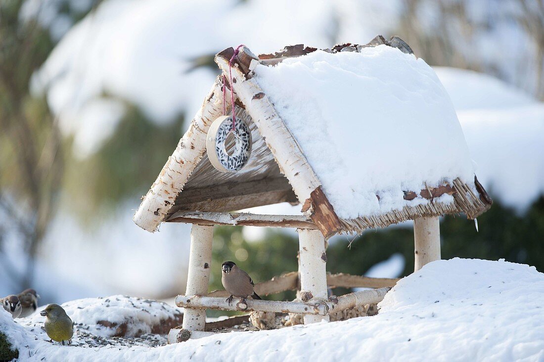 Verschneites Vogelfutterhaus mit Dompfaff und Grünfink