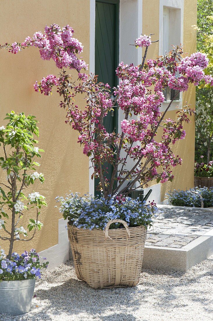 Malus 'Rudolph' (Zierapfel) unterpflanzt mit Myosotis 'Myomark'