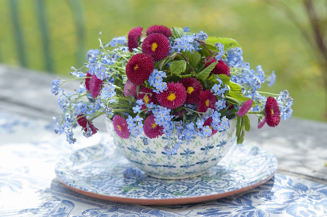 Blue-red spring bouquet from Myosotis and Bellis