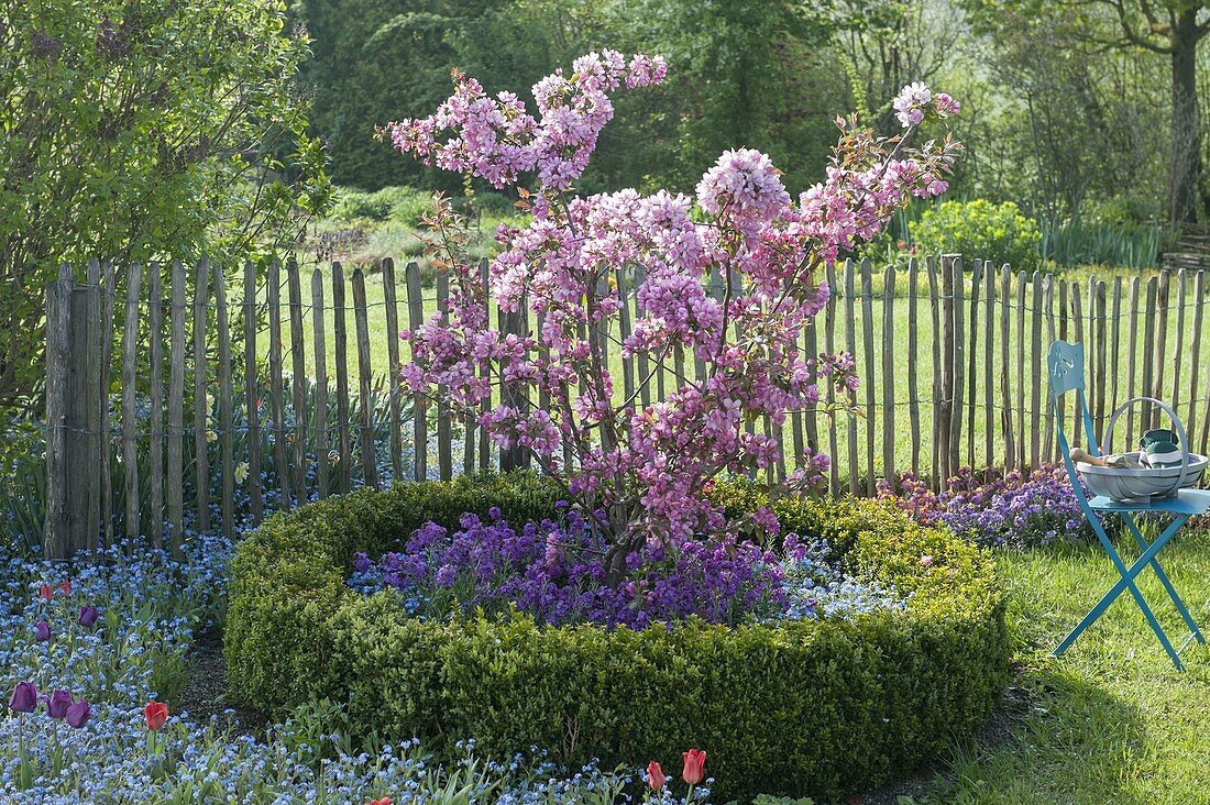 Malus 'Rudolph' in a round bed bordered with Buxus