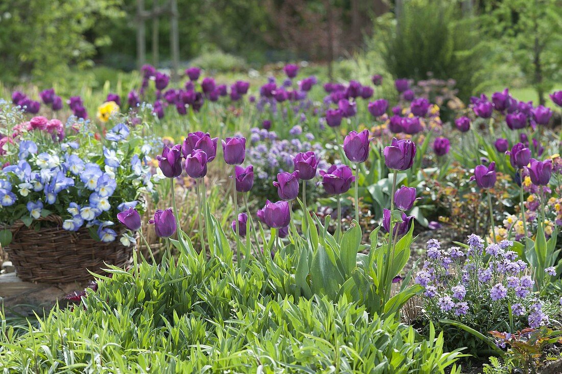 Tulipa 'Negita' (tulip) and Erysimum Poem 'Lavender' (gold lacquer)