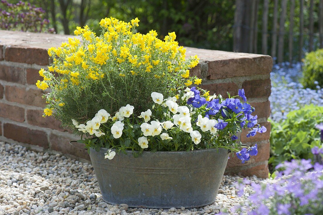 Genista hispanica (Spanischer Ginster) und Viola cornuta (Hornveilchen)