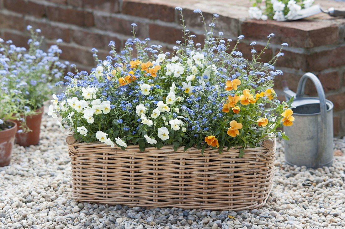 Korbkasten mit Viola cornuta (Hornveilchen) und Myosotis (Vergissmeinnicht)