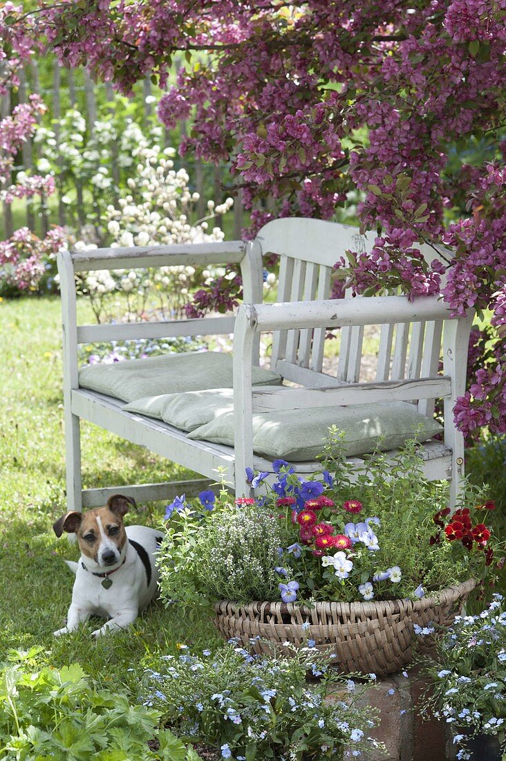 White bench under blooming malus, basket with viola cornuta