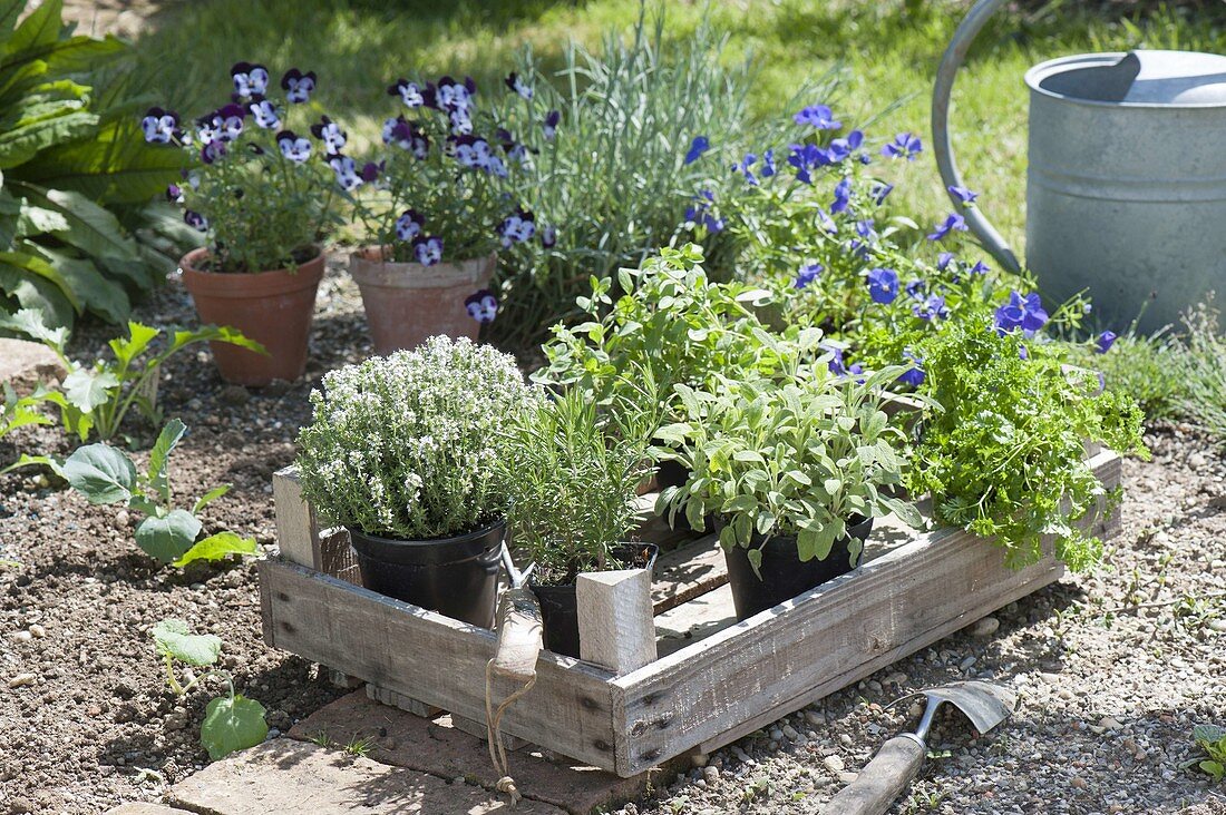 Herb pots for planting for the organic garden