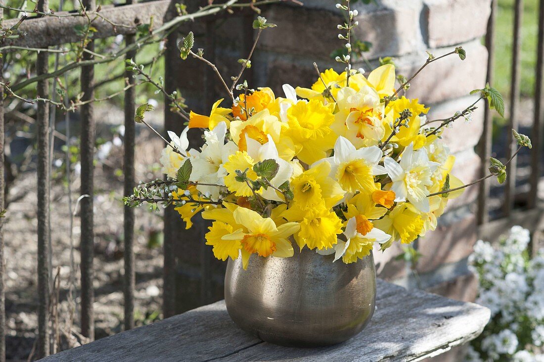 Yellow bouquet of mixed Narcissus (Narcissus) with branches